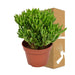 Crassula Ovata Hobbit H21Cm - Sukkulent