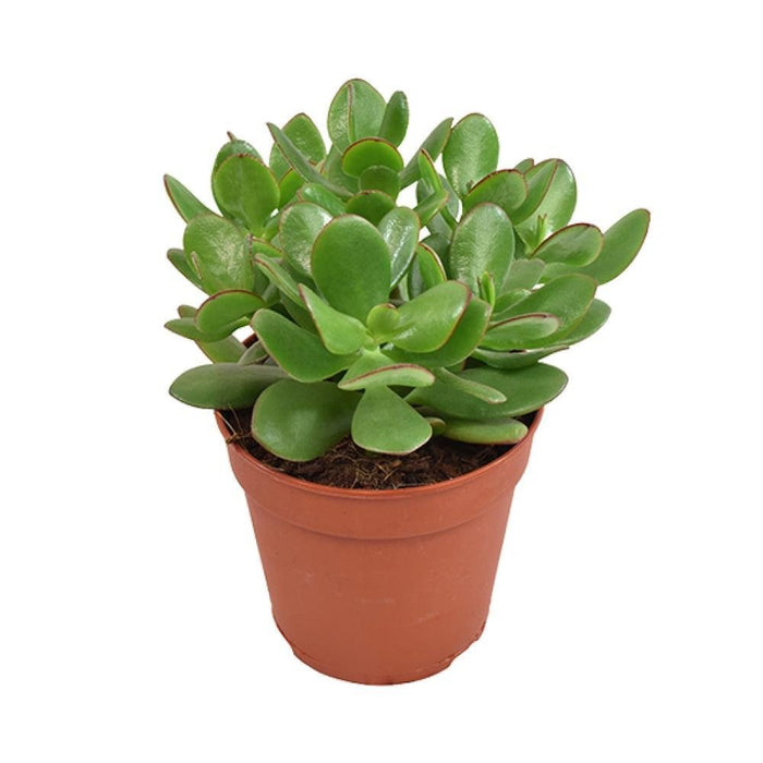 Crassula Ovata Minor H23Cm - Sukkulent