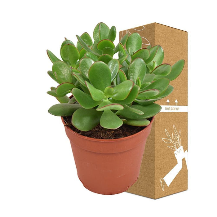 Crassula Ovata Minor H23Cm - Sukkulent