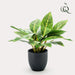 Croton Codiaeum Kunstig Plante - H38Cm, Ø15Cm