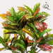 Croton Codiaeum Kunstig Plante - H120Cm, Ø14Cm