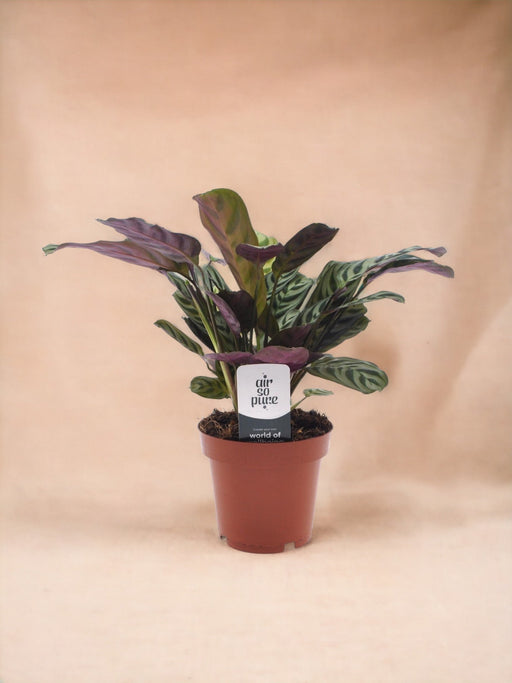 Ctenanthe Burle Marxii