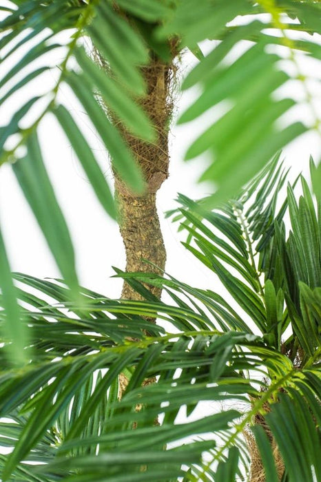 Cycas - Kunstig Palme