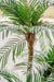 Cycas - Kunstig Palme