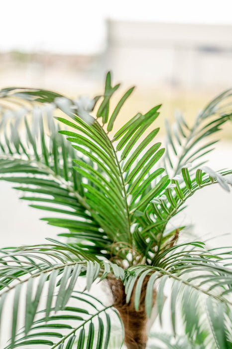 Cycas - Kunstig Palme