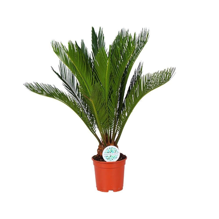 Cycas Revoluta