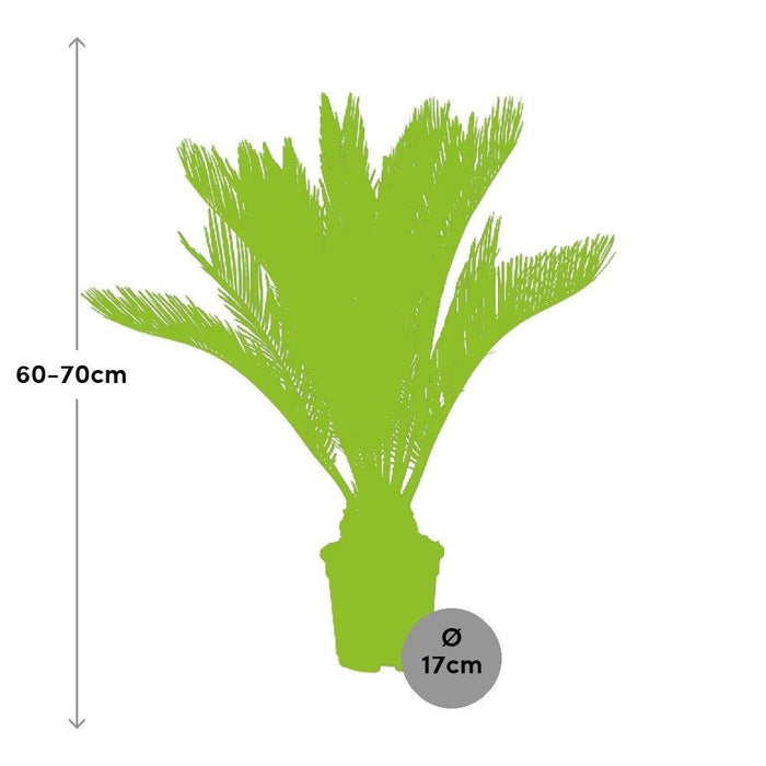 Cycas Revoluta