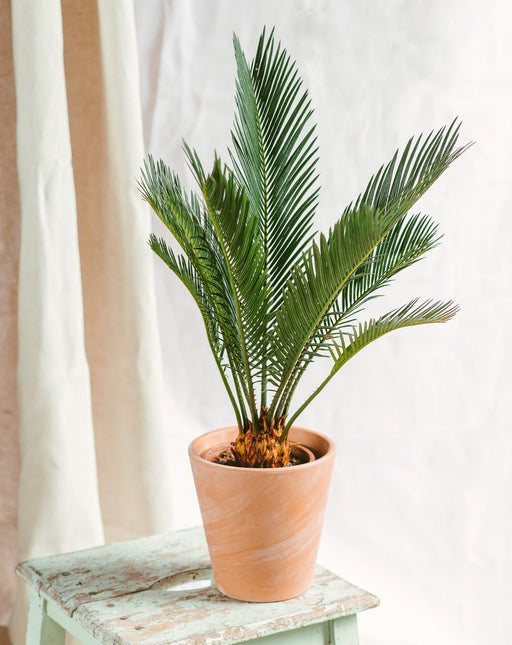 Cycas Revoluta