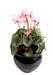 Kunstig Cyclamen Rosa 32 Cm På Stake