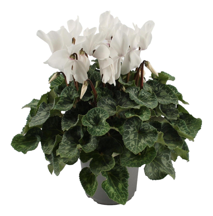 Hvit Cyclamen - Balkong Blomstrende Plant