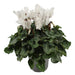 Hvit Cyclamen - Balkong Blomstrende Plant