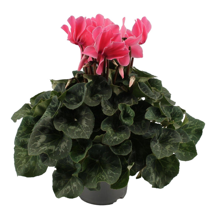 Blek Rosa Cyclamen - Balkongblomstrende Plante