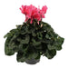 Blek Rosa Cyclamen - Balkongblomstrende Plante