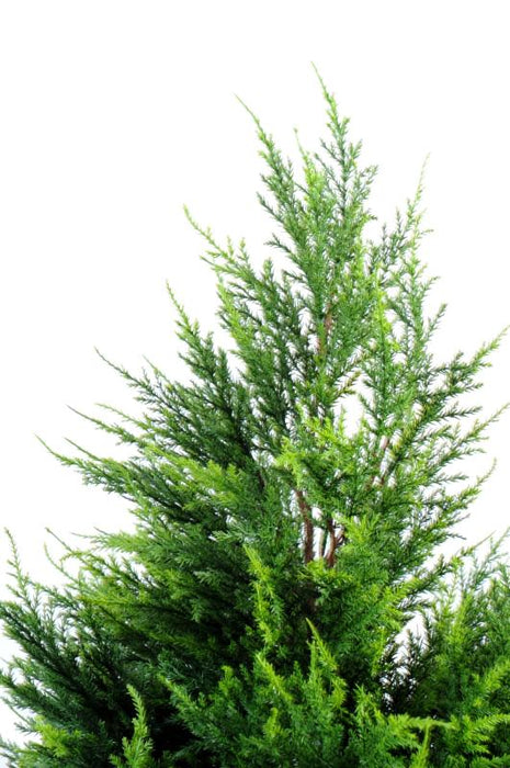 Kunstig Cypress Juniperus 160Cm Grønn Gul