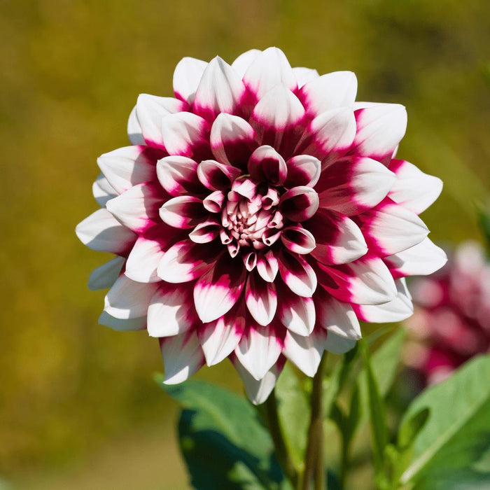 Dahlia Pærer - 2 Store Luksusesker 2 X 6 Hollandske Georginer