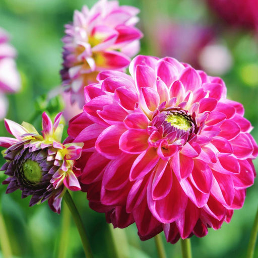 Dahlia Bulbs - Mix Happiness, Little Robert & Heatwave, 2 Stk