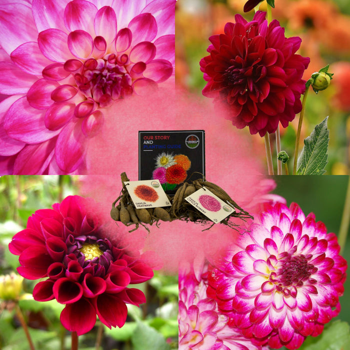 Dahlia Bulbs - Mix Happiness, Little Robert & Heatwave, 2 Stk