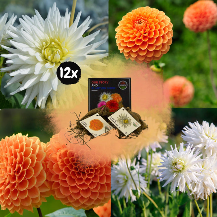 Dahlia Bulbs - Bland Orange Pride, Dahlia Playa Blanca & Dahlia Ralphie, 12 Stk.