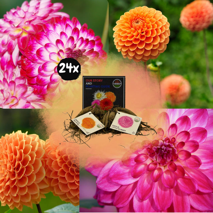 Dahlia Bulbs - Bland Pompon Splash, Dahlia Little Robert & Dahlia Ralphie, 24 Stk.