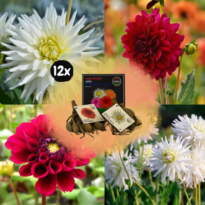 Dahlia-Pærer – Bland Romantiske Skjønnheter, Playa Blanca Og Varmebølge, 12 Stykker