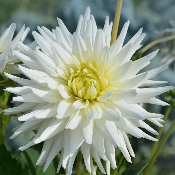 Dahlia-Pærer – Bland Romantiske Skjønnheter, Playa Blanca Og Varmebølge, 24 Stykker