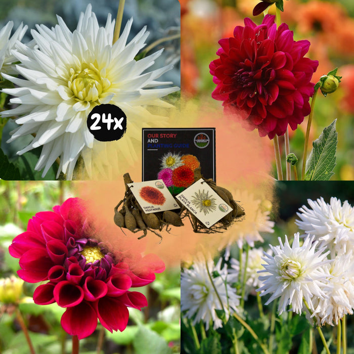 Dahlia-Pærer – Bland Romantiske Skjønnheter, Playa Blanca Og Varmebølge, 24 Stykker