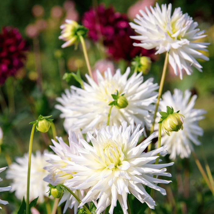 Dahlia Cactus Playa Blanca - Eske Med 12 Pærer