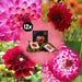 Dahlia - Mix Box Of 12 Dahlia Bulbs Hapiness, Little Robert & Heatwave