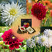 Dahlia - Mix Box 2 X Bulbs Romantic Beauties, Playa Blanca & Heatwave