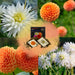 Dahlia - Mix Box 2 X Dahlia Orange Pride, Playa Blanca & Ralphie