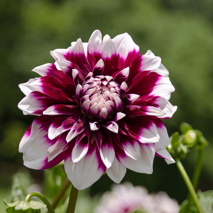 Dahlia Mistery Day Store Blomster - Eske Med 12 Løker