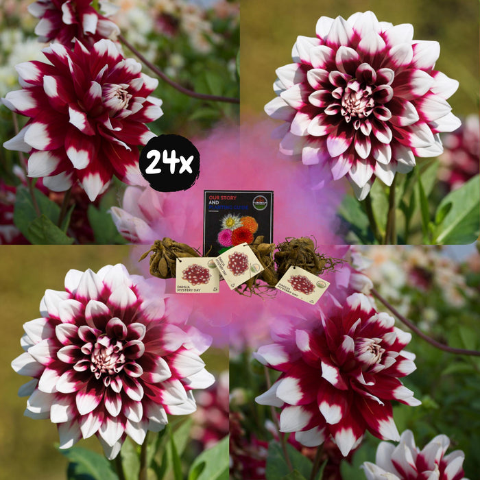 Dahlia Mistery Day Store Blomster - Eske Med 24 Løker