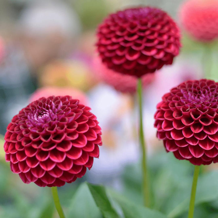 Dahlia Pompom Natal - Eske Med 12 Pærer