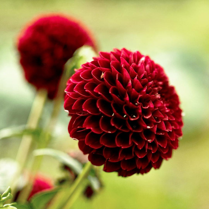 Dahlia Pompom Natal - Eske Med 12 Pærer