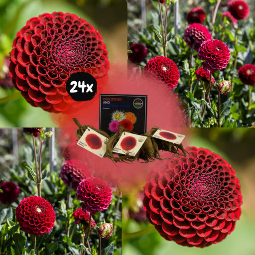 Dahlia Pompom Natal - Eske Med 24 Pærer