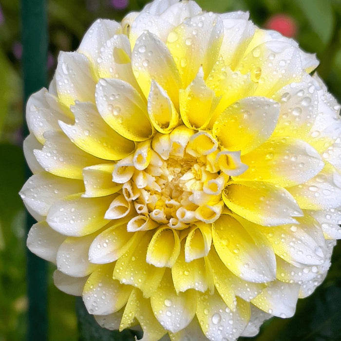 Dahlia Seattle Store Blomster - Løk