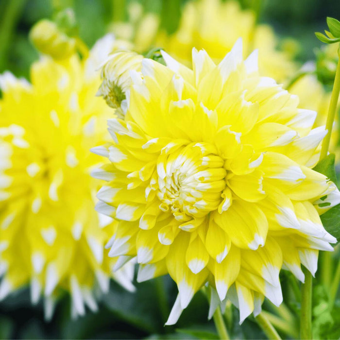 Dahlia Seattle Store Blomster - Løk