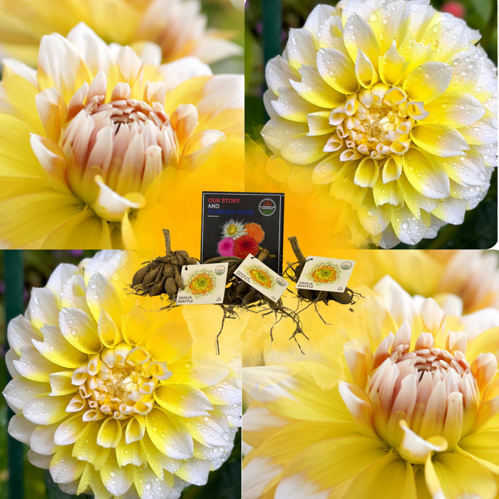 Dahlia Seattle Store Blomster - Løk