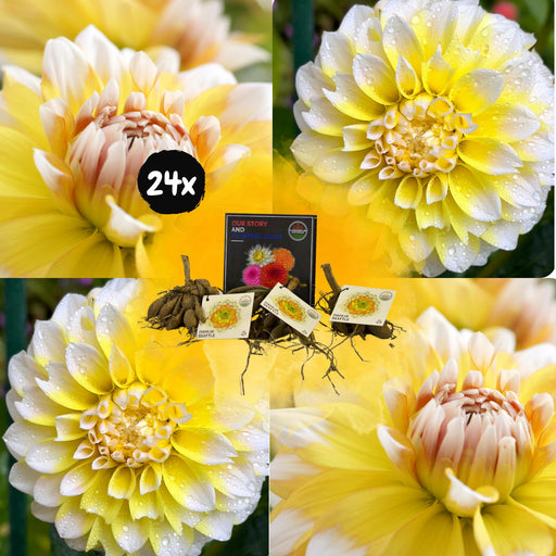 Dahlia Seattle Store Blomster - Boks Med 24 Løker