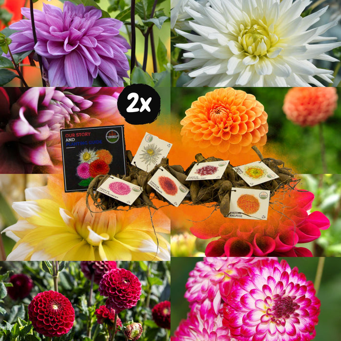 Dahlia Bulbs Mix - 2 Pakker Med 8 Forskjellige Dahliaer