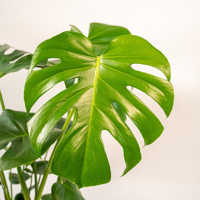 Deilig Monstera Og Dens Svarte Kurv H65Cm