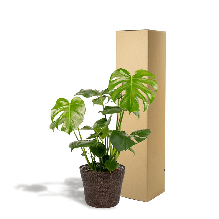 Deilig Monstera Og Dens Svarte Kurv H65Cm