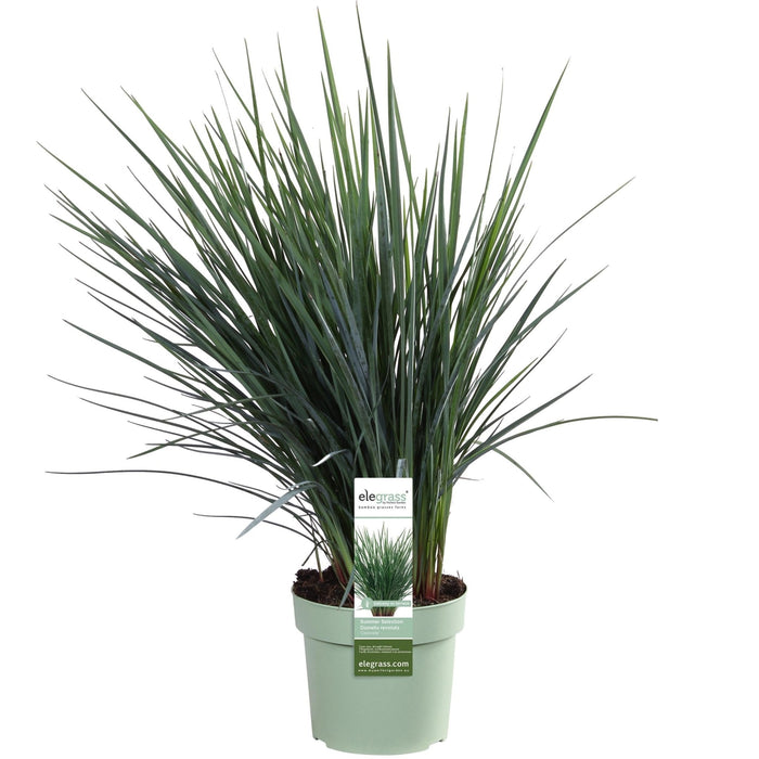 Dianella Revoluta 'Coolvista'® - ↨40Cm - Ø19 - Utendørsanlegg