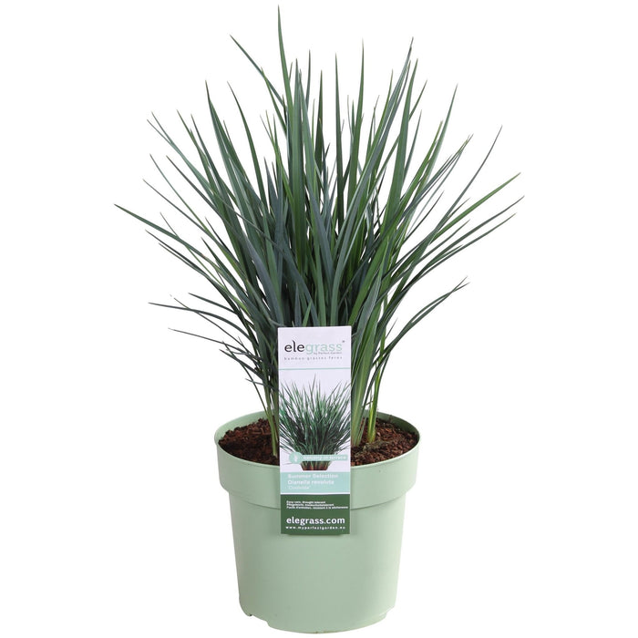 Dianella Revoluta 'Coolvista'® - ↨40Cm - Ø19 - Utendørsanlegg