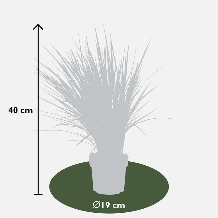 Dianella Revoluta 'Coolvista'® - ↨40Cm - Ø19 - Utendørsanlegg