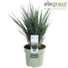 Dianella Revoluta 'Coolvista'® - ↨40Cm - Ø19 - Utendørsanlegg