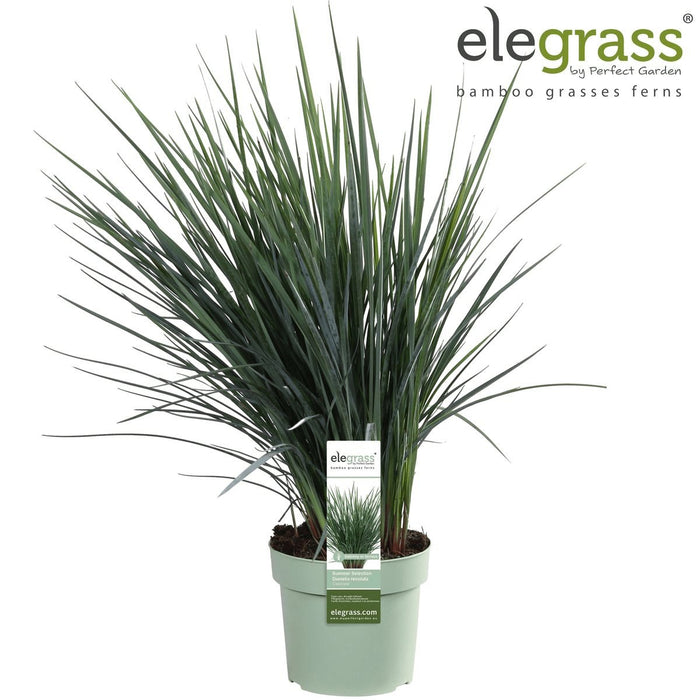 Dianella Revoluta 'Coolvista'® - ↨40Cm - Ø19 - Utendørsanlegg