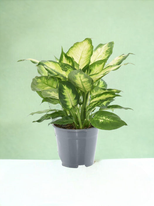 Dieffenbachia Camilla 2 Pp