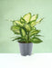 Dieffenbachia Camilla 2 Pp