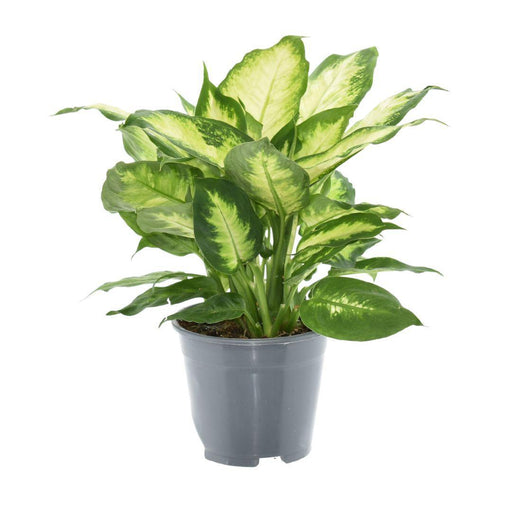 Dieffenbachia Camilla 2 Pp